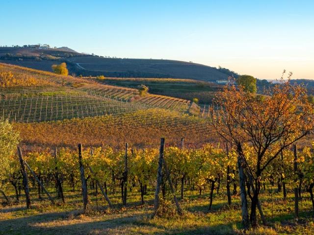 Autunno nei Colli Euganei: tempo di vendemmia e tradizioni